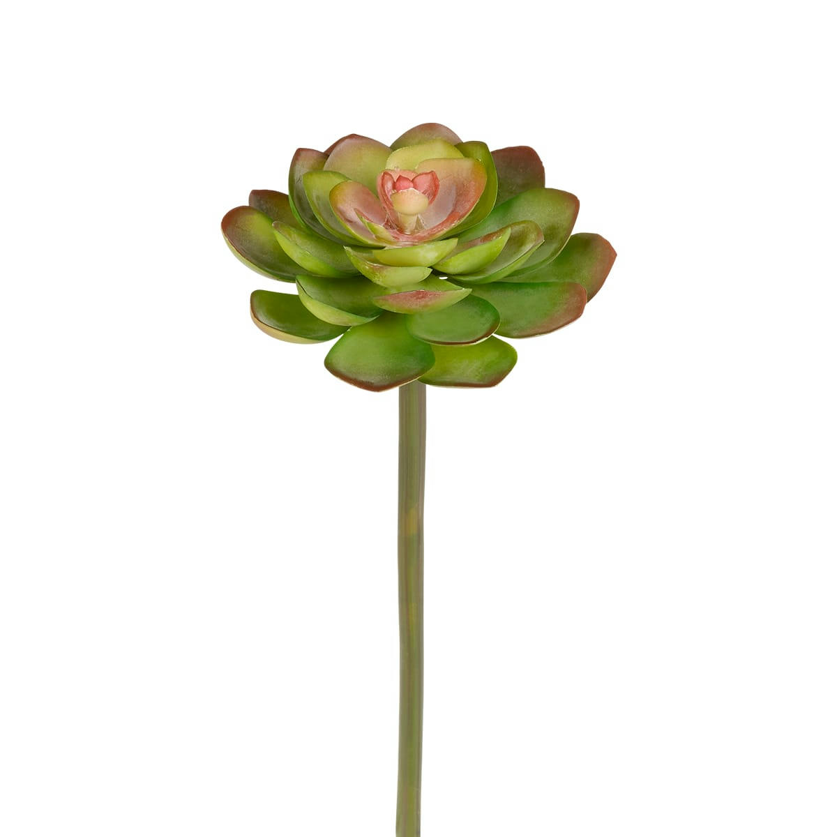 ECHEVERIA - Piquet de succulente Echeveria