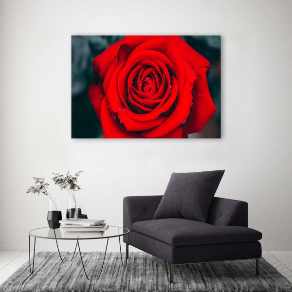 Feeby Obraz na płótnie Piękna czerwona róża 60x40
