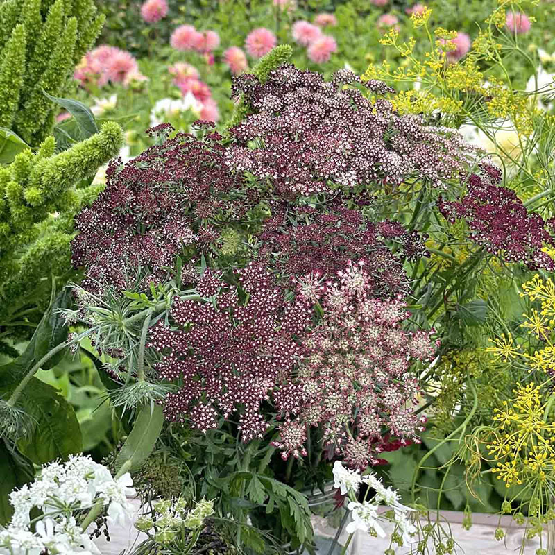 Blomstermorot 'Dara'