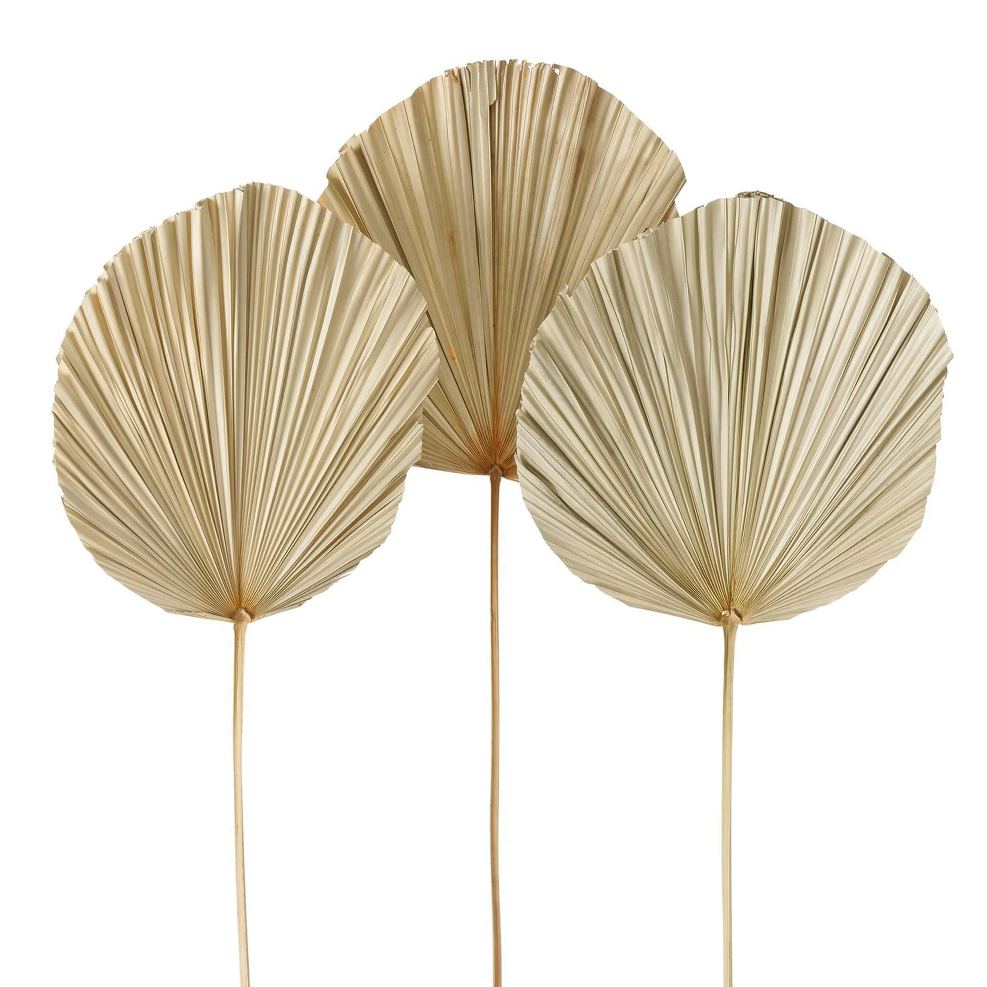 - Set de 3 feuilles de palmier séchées naturelles 100cm