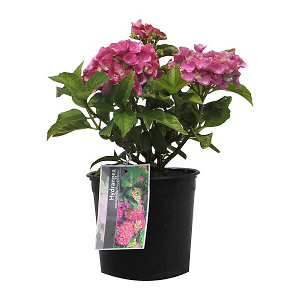 2 x Hortensia 'Freudenstein' - Hydrangea macrophylla 'Freudenstein'- 25-30 cm pot
