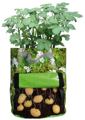 Bulbs Are Easy, Potato Grow Bag, Home Garden