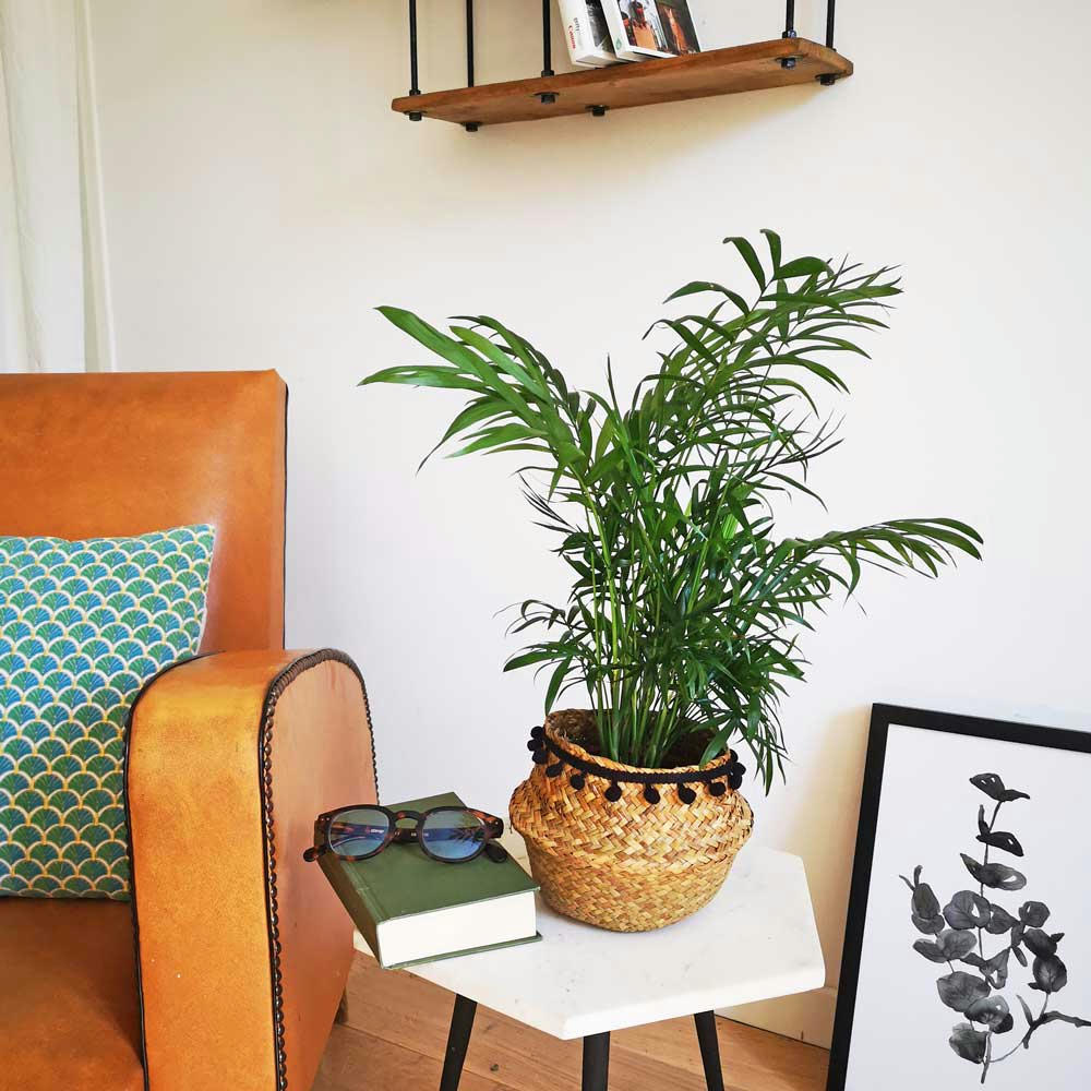 CHAMAEDOREA - Palmier nain sans cache-pot