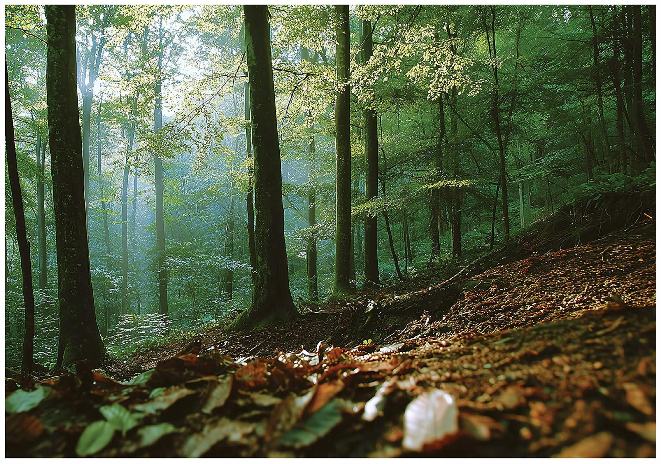 Fototapeta las 3d natura drzewa krajobraz na ścianę sypialnia salon 250x175