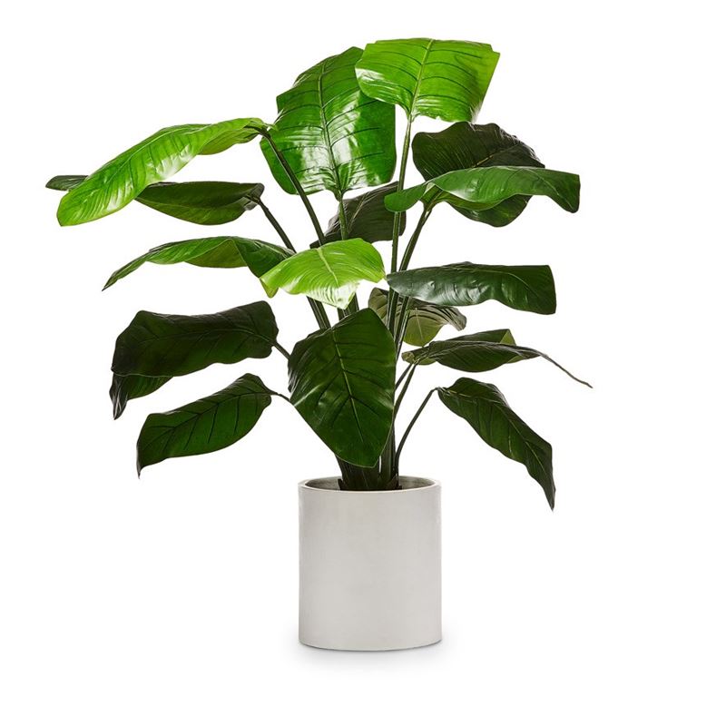 Bird Of Paradise Potted Plant 135cm