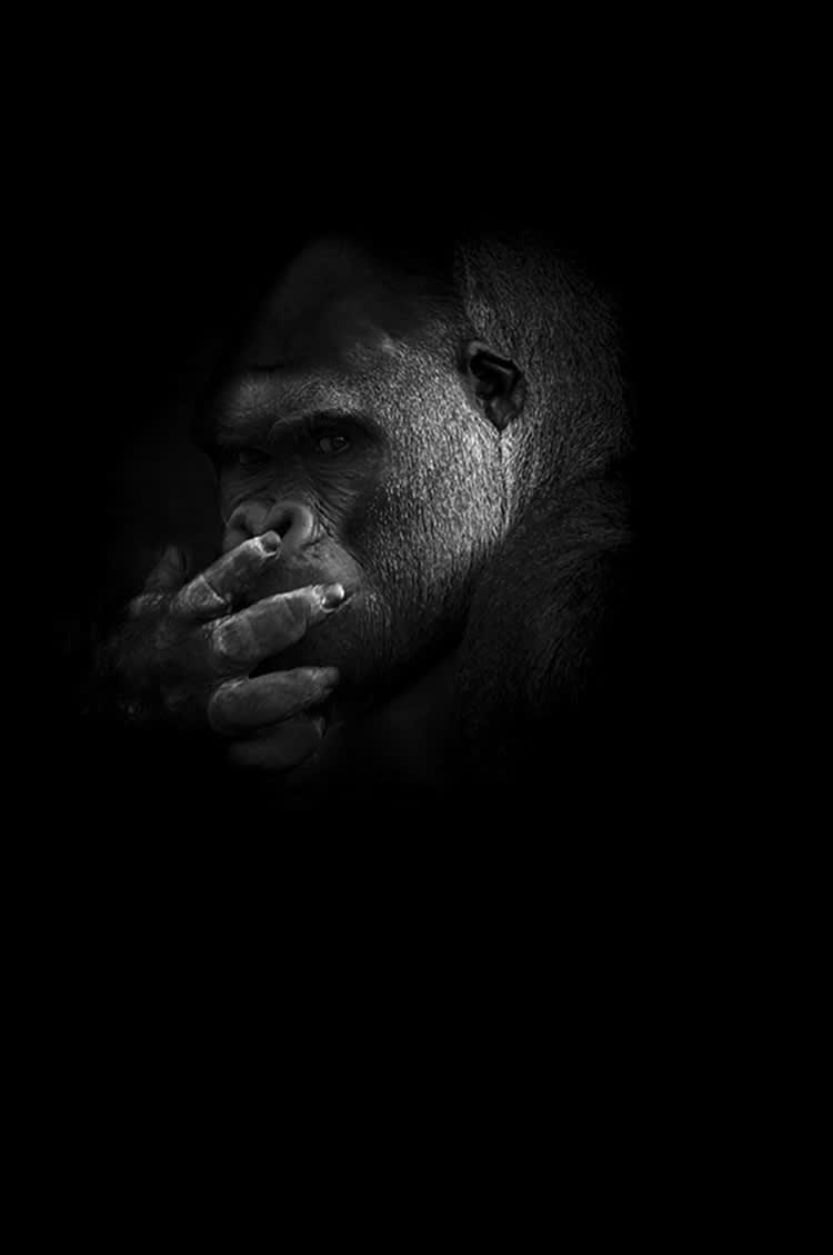 GORILLE MYSTERE - Photographie d'art de Guillaume Mordacq  40x60 cm sur plexi