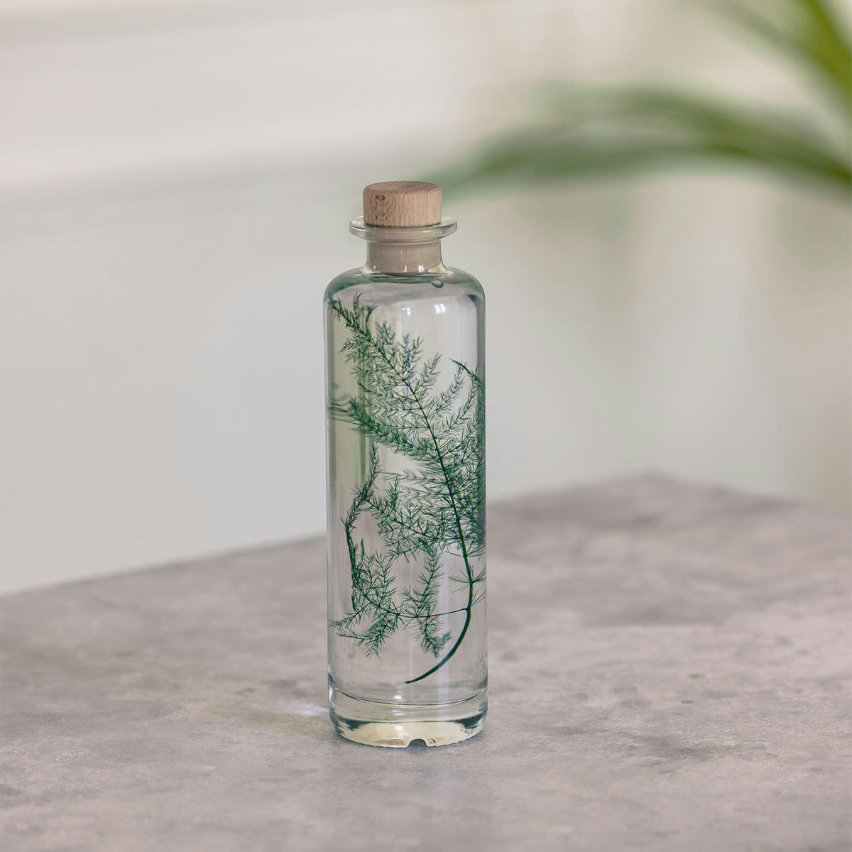 HERBARIUM DE THEOPHILE - Plante immergée Asparagus plumosus