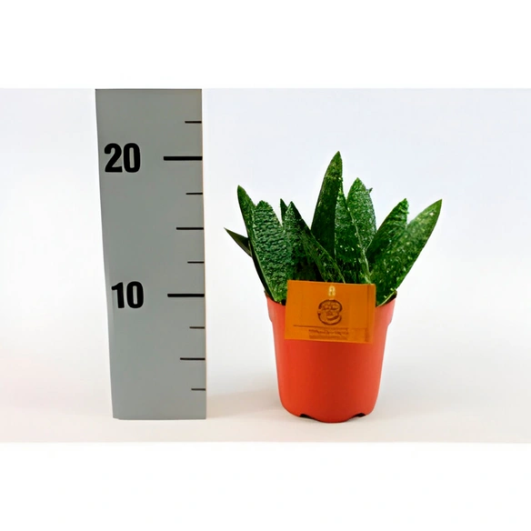 Grünpflanze »Aloe paradisicum«, Aloe, max. 20 cm, grün