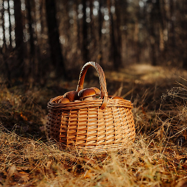 Creative Home Grand Panier Osier Avec Anse 43 x 33 x 40 cm - Panier Champignons Léger Naturel