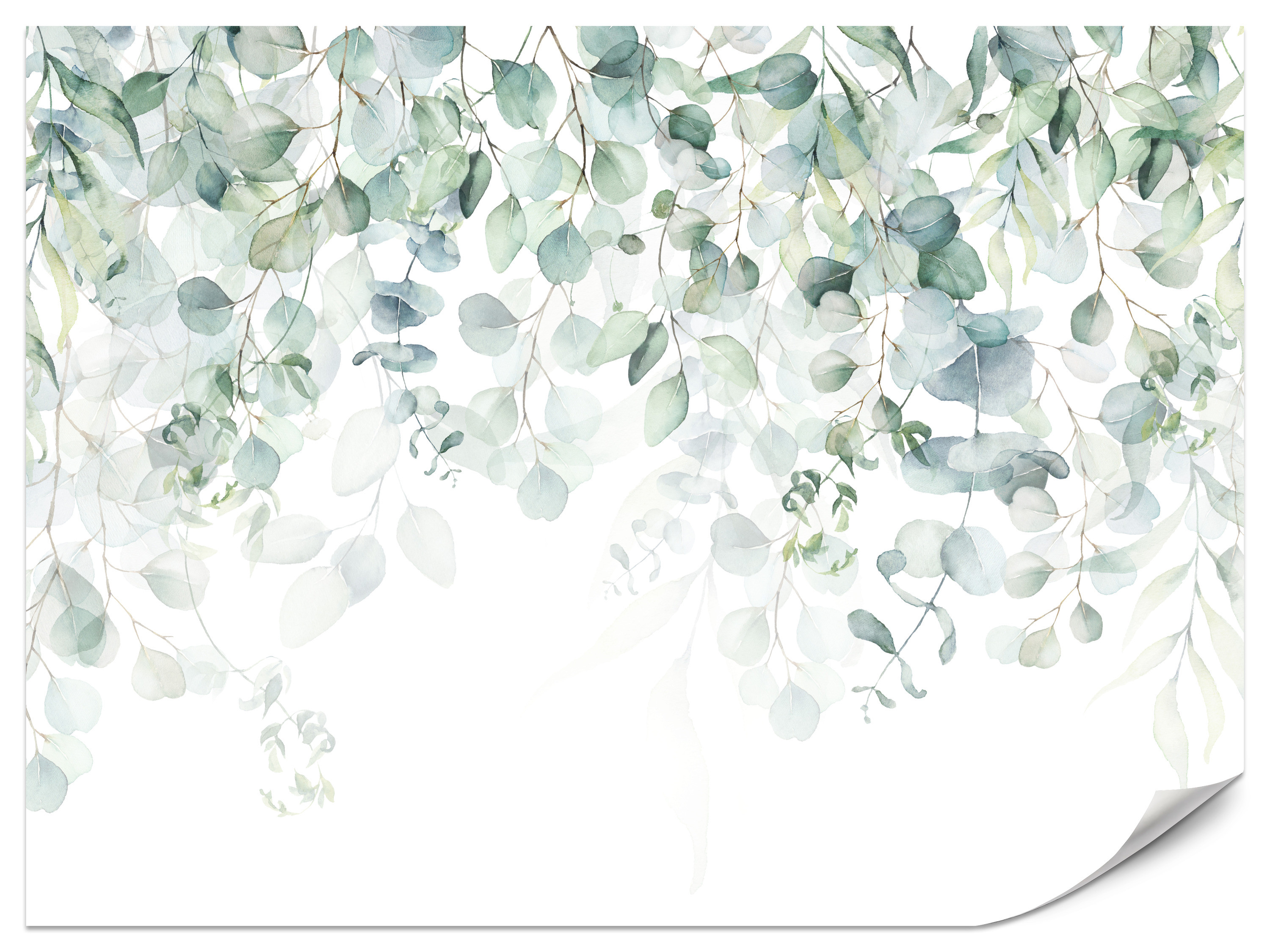 Fototapeta Akwarelowe liście eukaliptusa 100x70cm