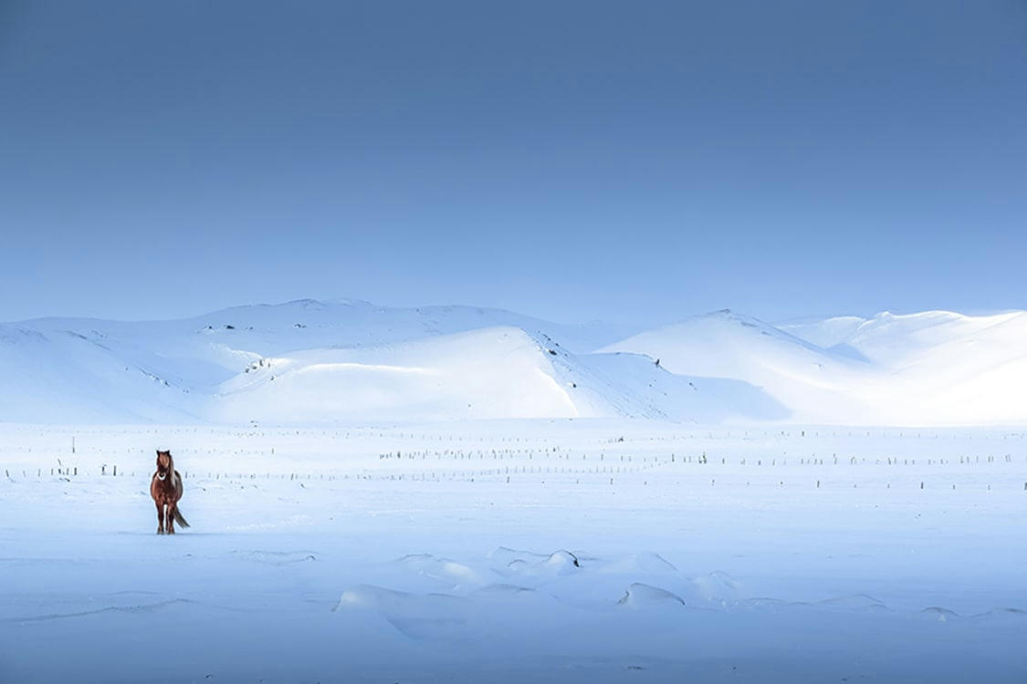 MELRAKKASLÉTTA - Photographie d'art d'Hugo Grandcolas  30x45 cm sur plexi