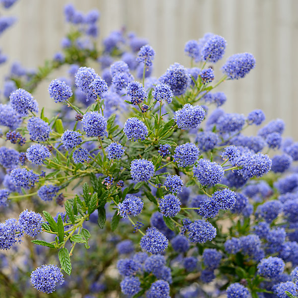 2 x Lilas de Californie 'Concha' - Ceanothus 'Concha'- 30-40 cm pot