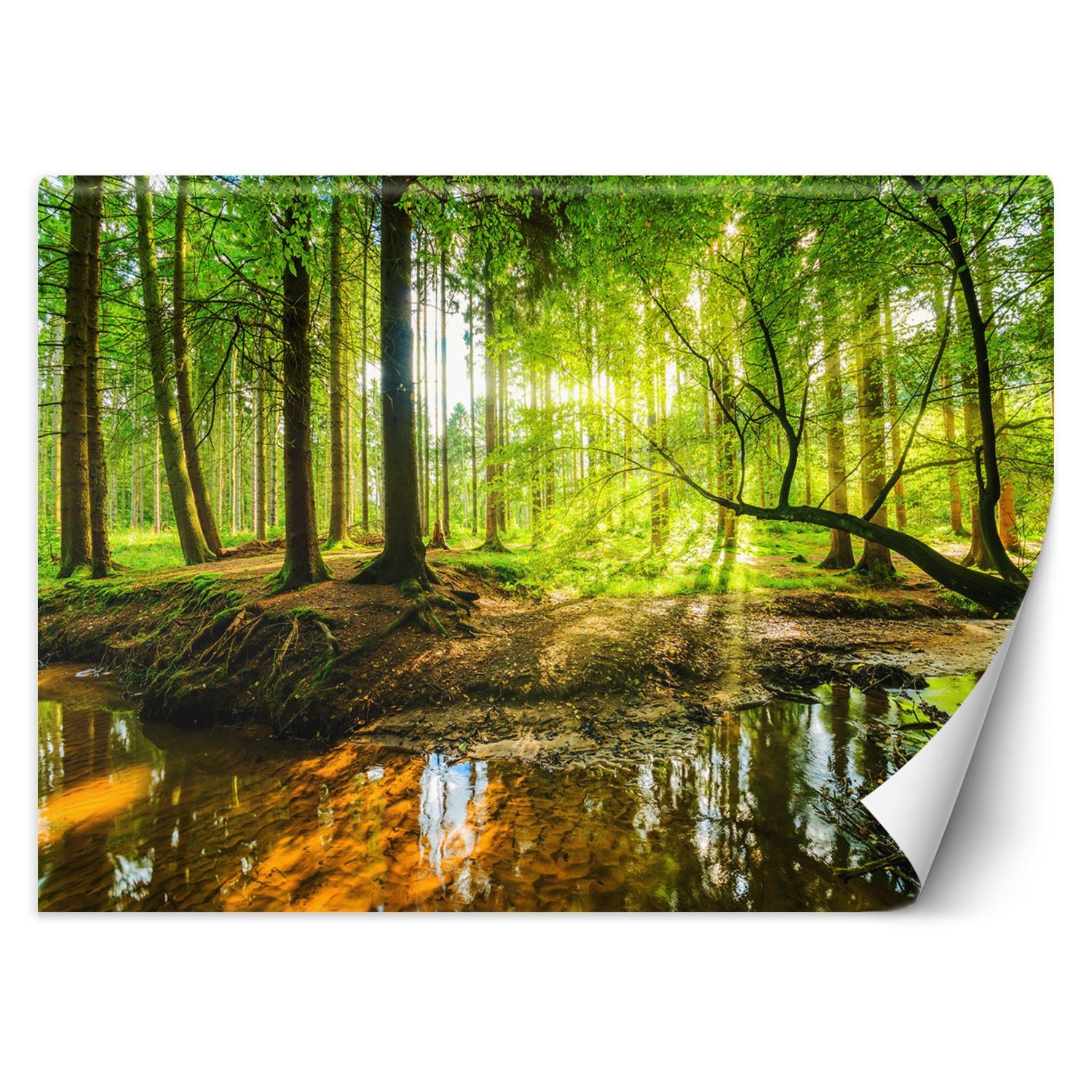 Feeby Fototapeta, Las potok strumień promienie słońca natura 150x105