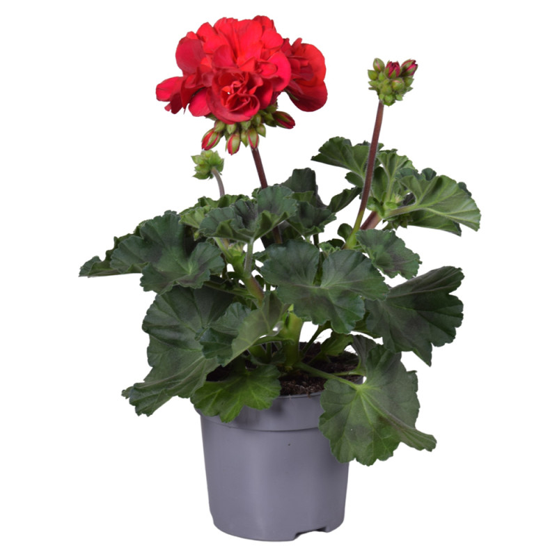 Géranium zonale mix en pot