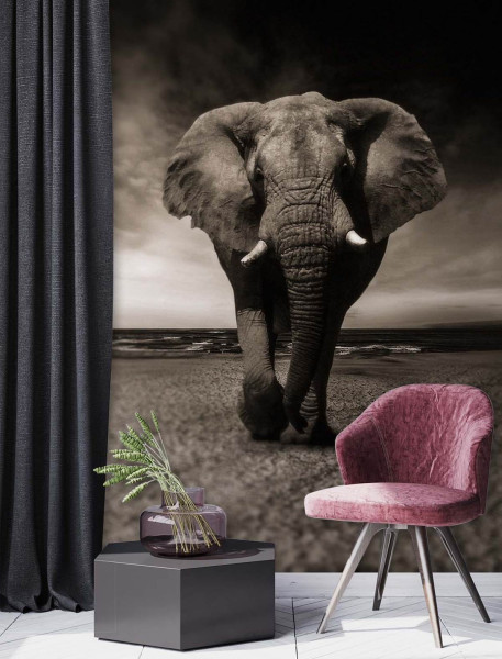 Feeby Fototapeta, Słoń afrykański natura 100x140