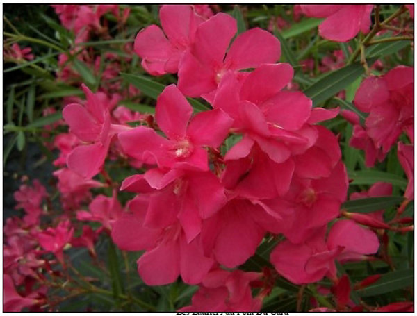Arbres et plantes - Laurier rose 'framboise' - Pot 7 L - H 100 cm - 150cm - Rose framboise - Extérieur