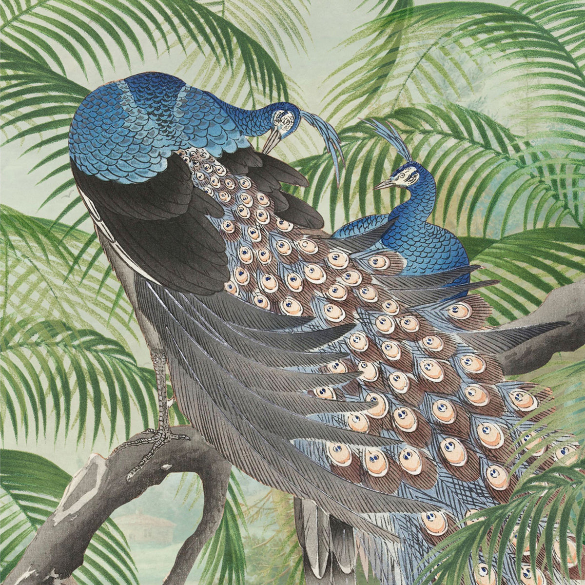 Superfresco Easy Fotobehang - Peacock - 280x200cm