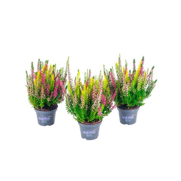 Knospenheide, Wuchshöhe (max.): 20 cm