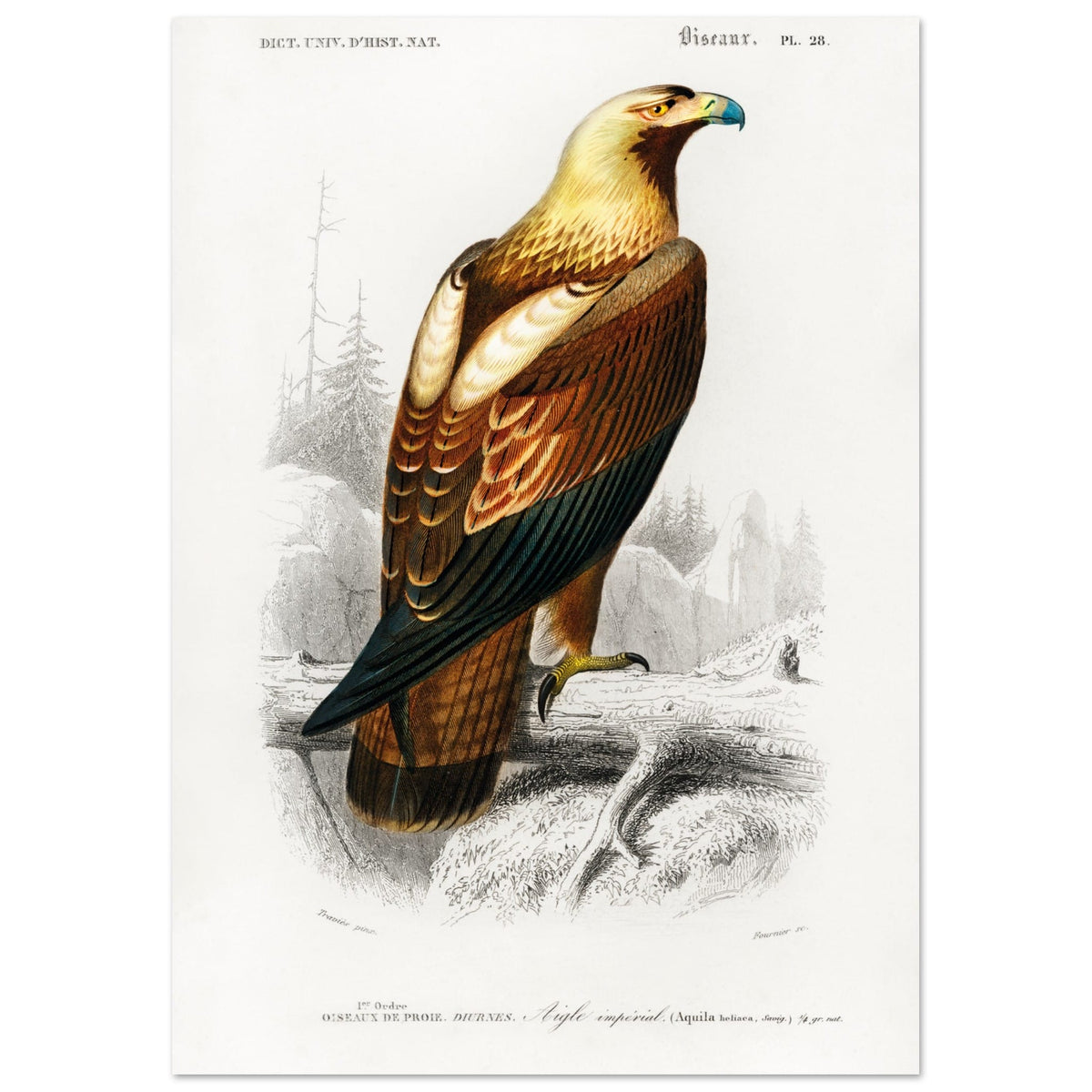 Artfulprints Poster Charles Dessalines d'Orbigny - Eastern imperial eagle (aquila heliaca)  - A4 21x29.7 cm - Bruin