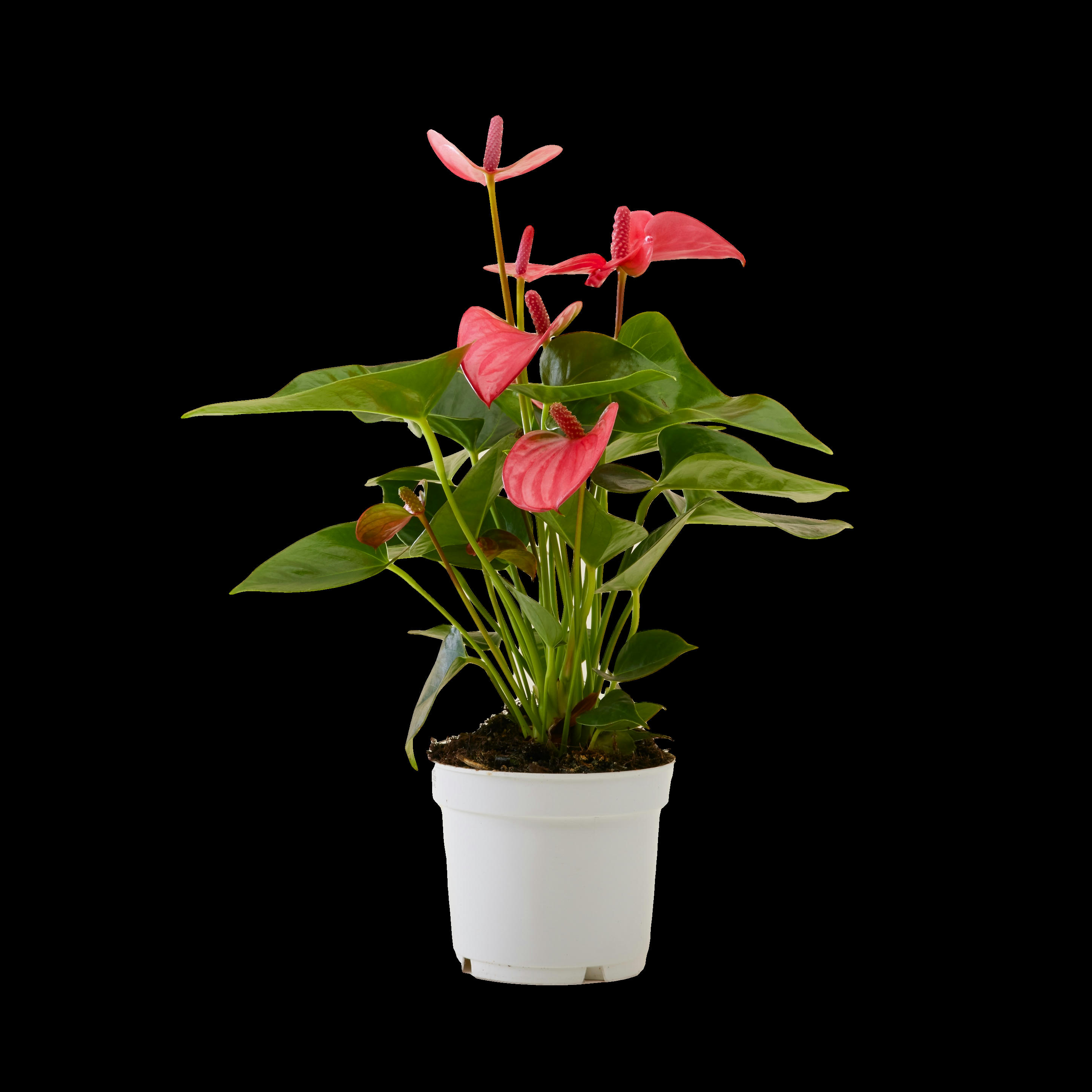 - Plante d'intérieur - Anthurium pink champion
