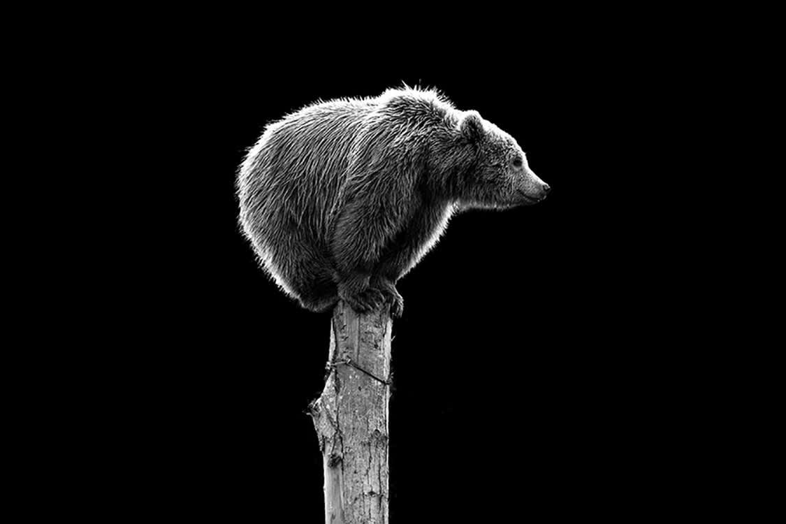 CET OURS N'EST PAS DU CIRQUE - Photographie d'art de Guillaume Mordacq 30x45 cm sur alu