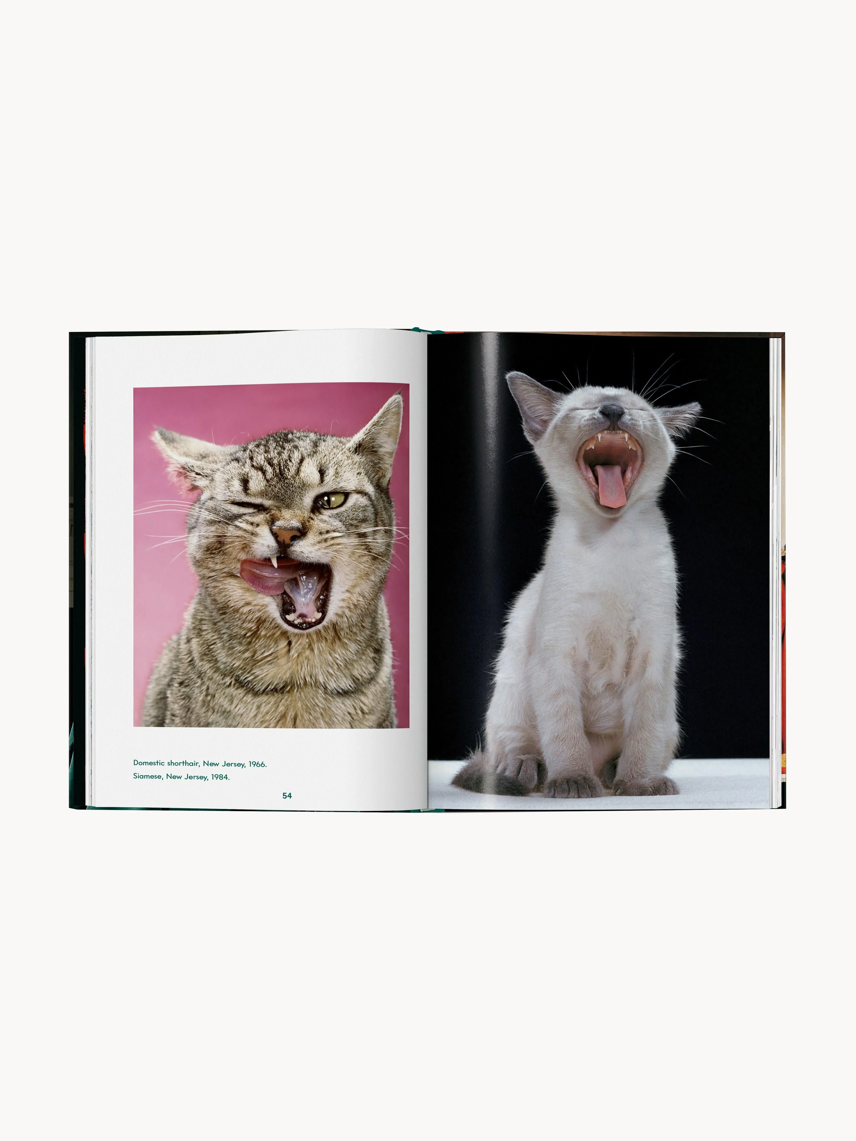 Bildband Cats. Photographs 1942-2018