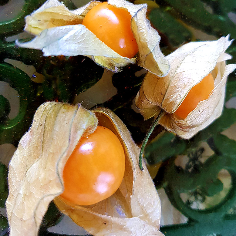 Planta Kapkrusbär (Physalis)