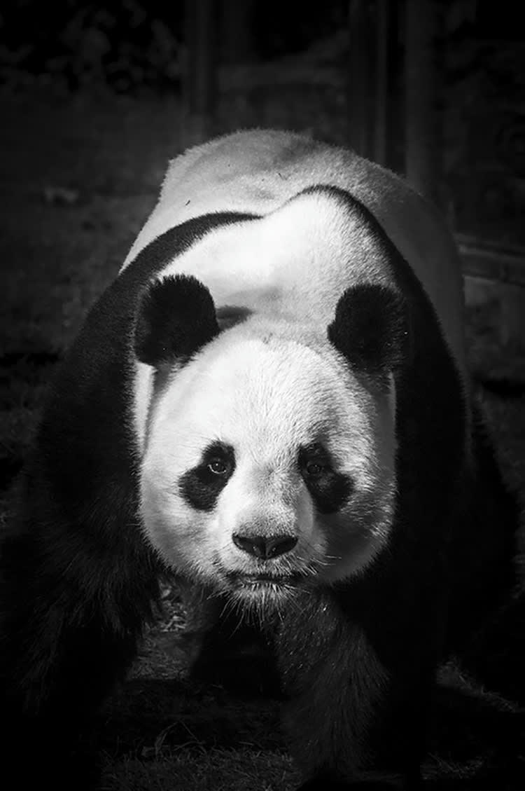 PANDA DOMINANT - Photographie d'art de Guillaume Mordacq 40x60 cm sur alu