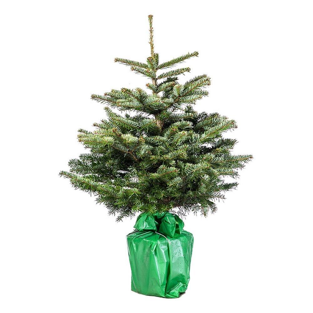 JULETRE I POTTE EDELGRAN 100-125CM