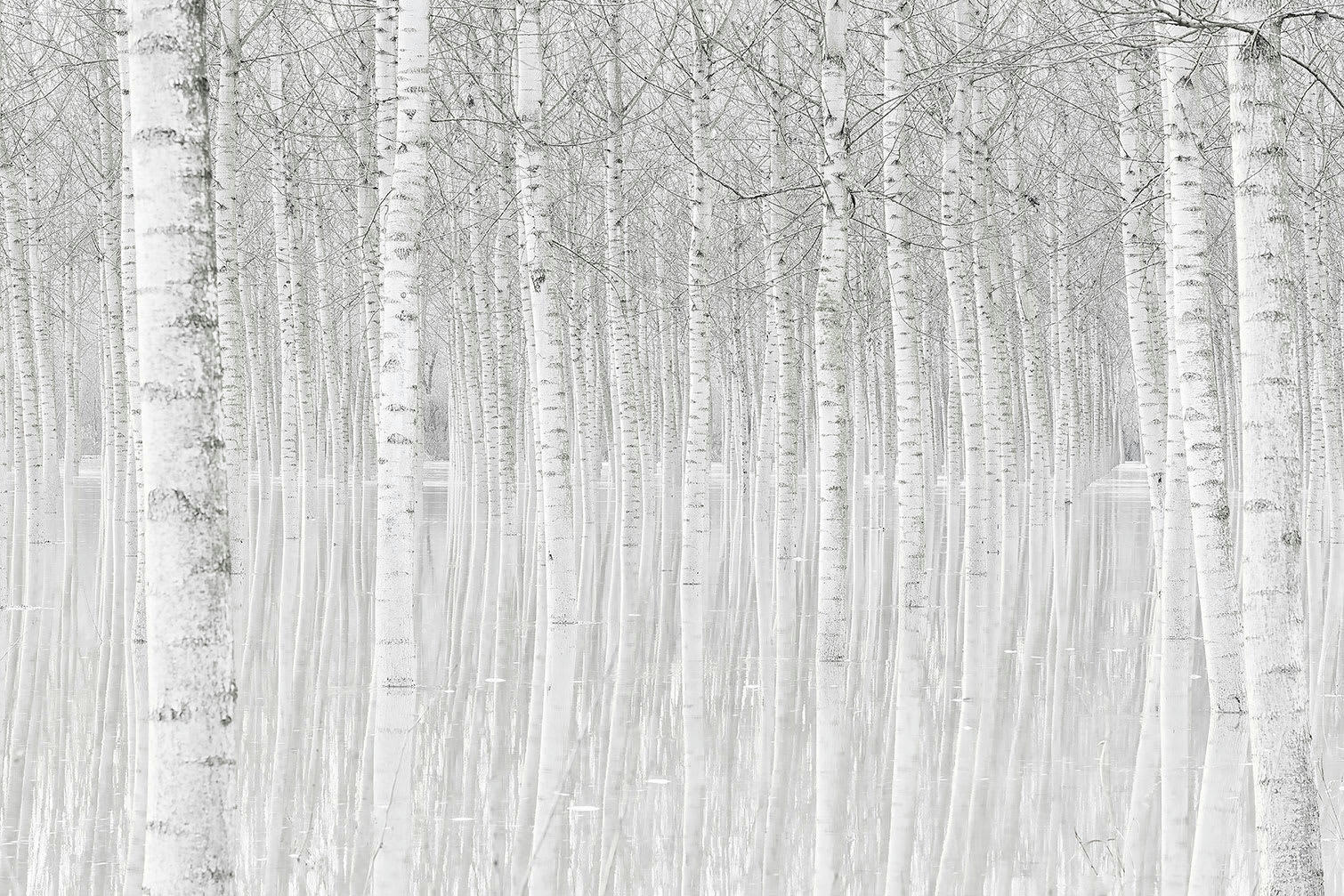 - Tableau nature perspective trees imprimé sur toile 60x40cm