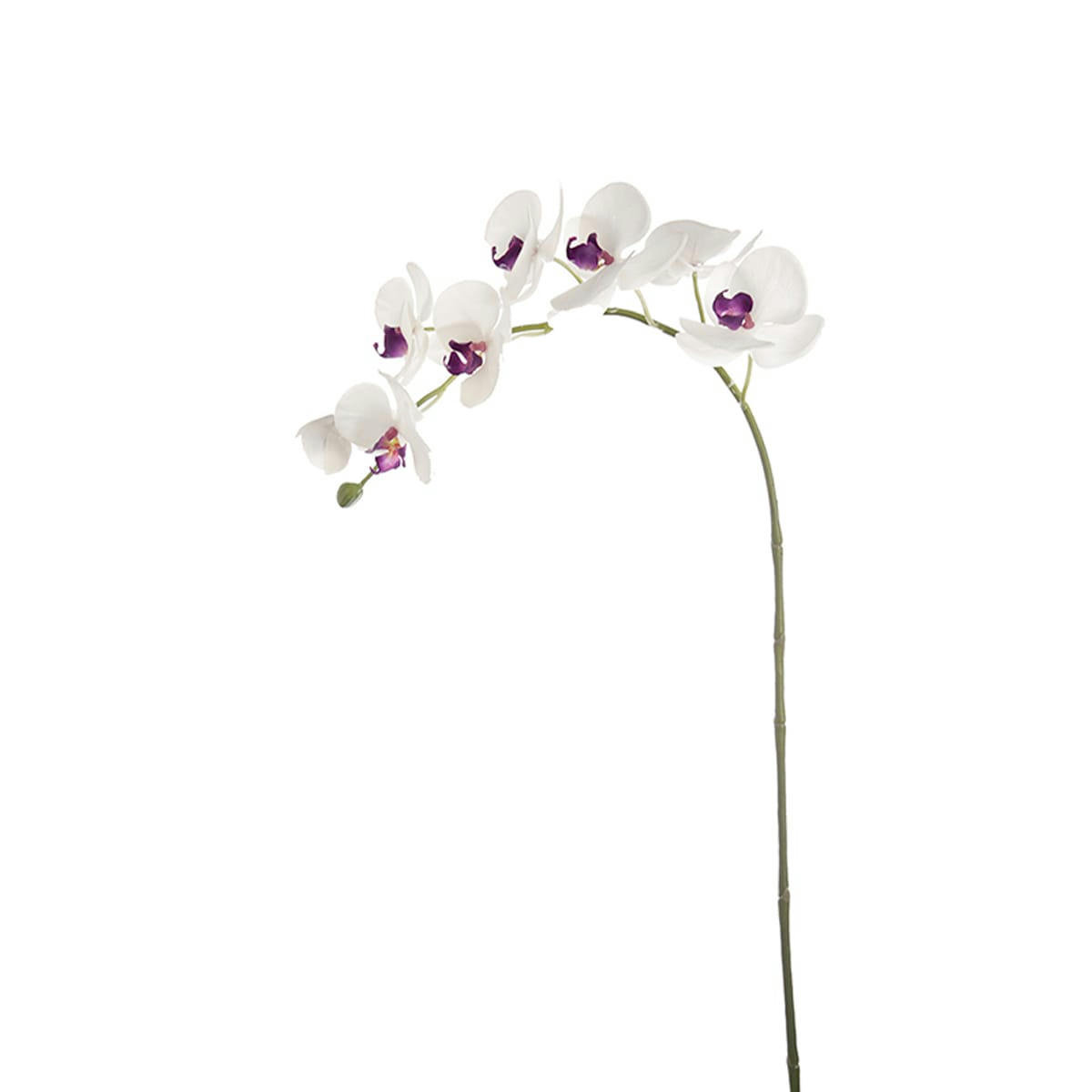 FOREVER - Orchidée Phalaenopsis Forever H47cm