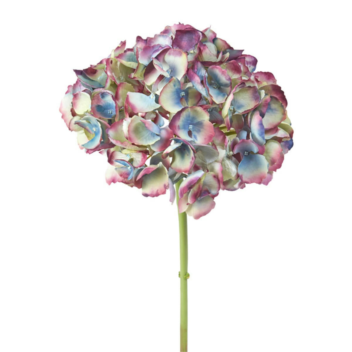 - Hortensia effet séché H48