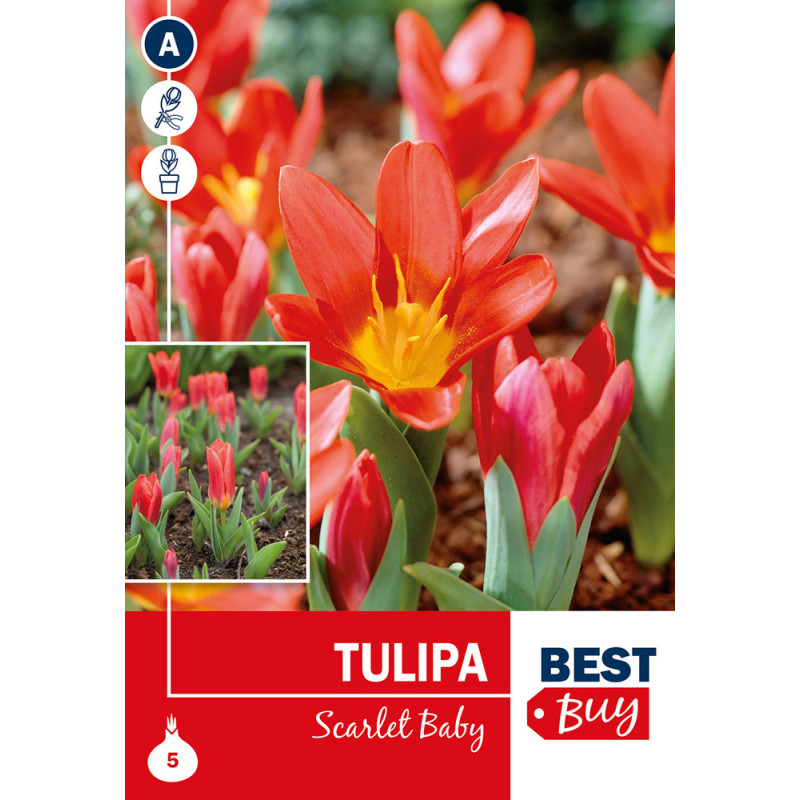Bulbes de tulipes Scarlet Baby 5 pièces