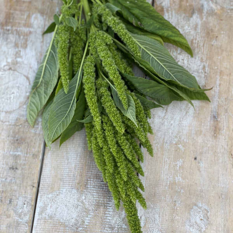 Toppamarant 'Green Thumb'