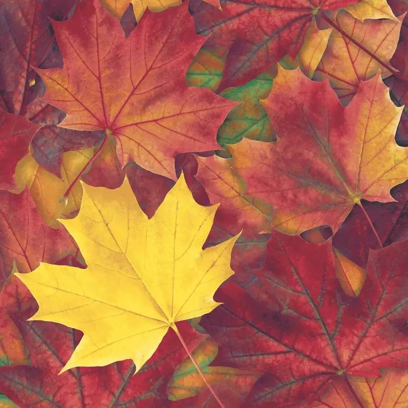 Serviette 20er-Set Herbstblätter