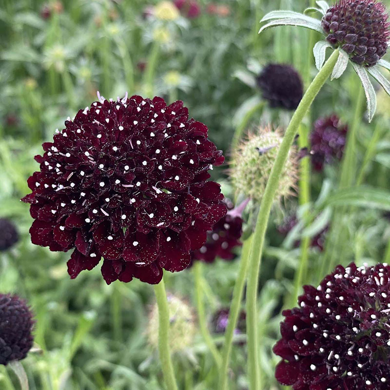 Praktvädd 'Black Knight'