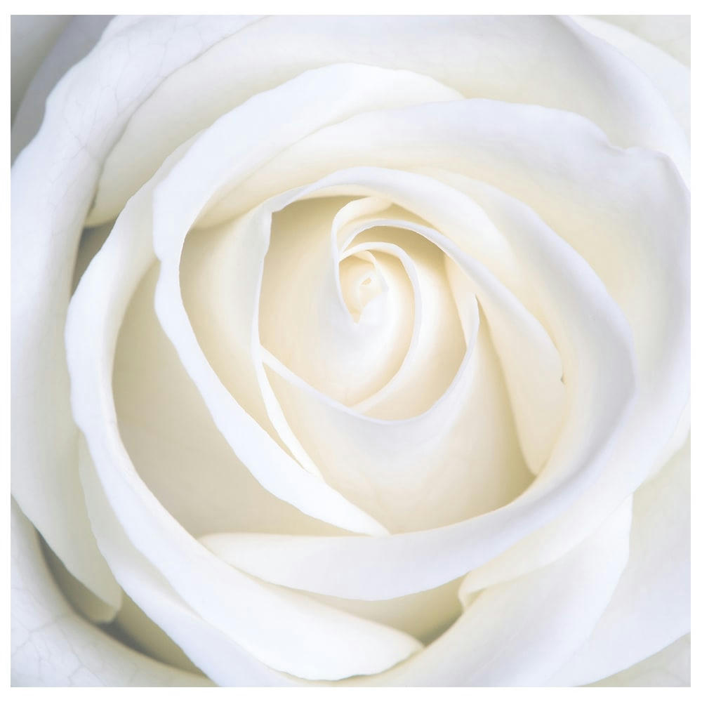 - Tableau impression sur toile rose blanche 60x60cm