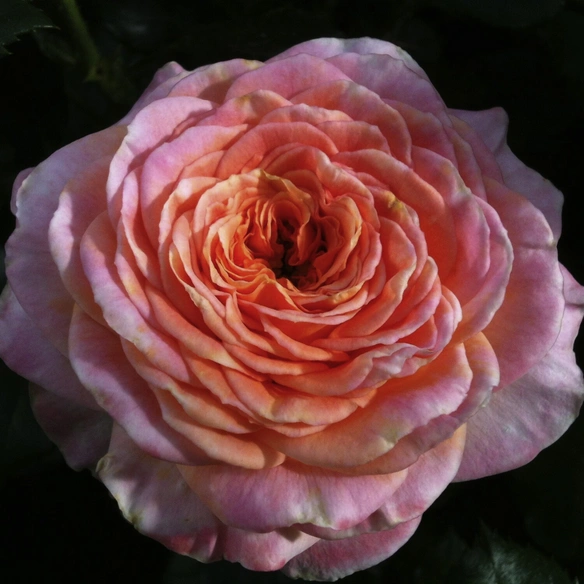 Beetrose, Rosa »Meteor®«, Blüte: mehrfarbig, stark gefüllt
