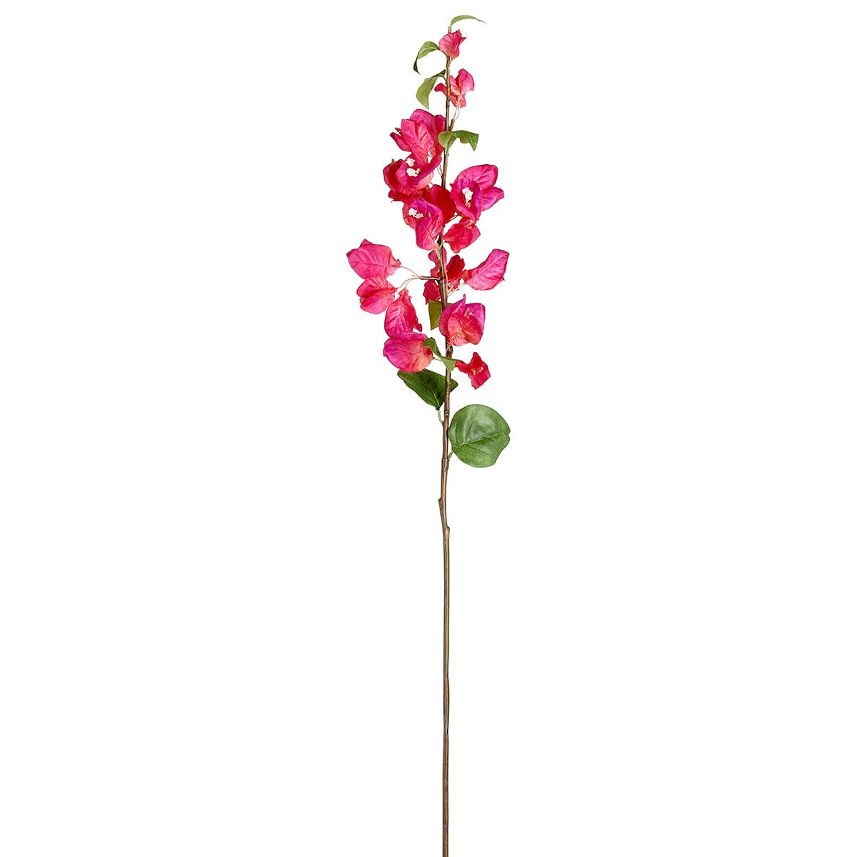 VERONA - Bougainvillier H71