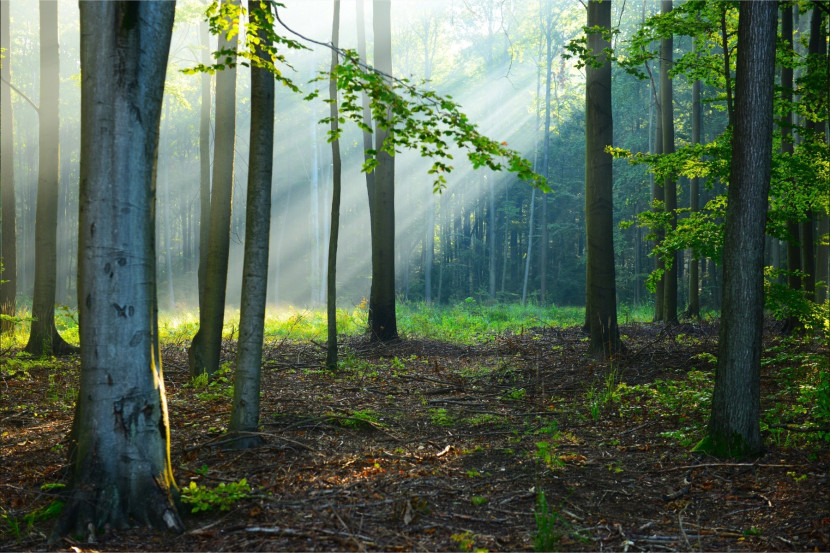 Fototapeta LAS Promienie Słońca Przyroda 90x60cm
