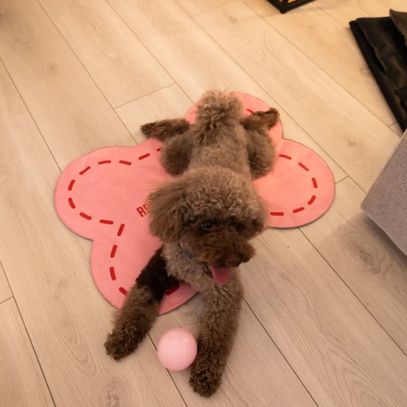 Hundedecke Reserved