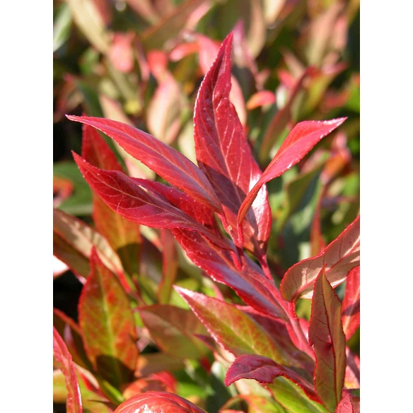 Traubenmyrte, Leucothoe axillaris »Red Lips«, Blätter: grün, Blüten: creme