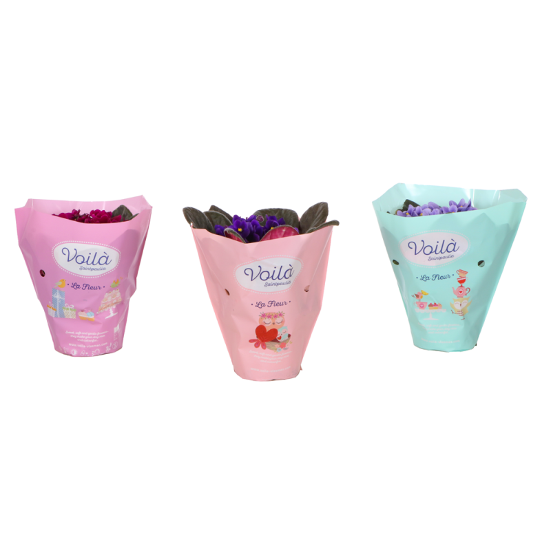 Violette africaine en pot