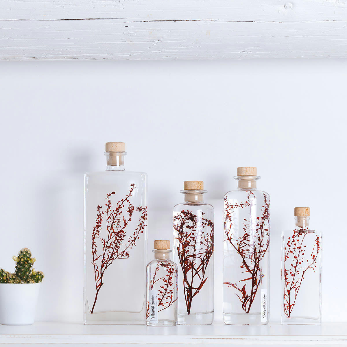 HERBARIUM DE THEOPHILE - Plante immergée Lepidium rouge