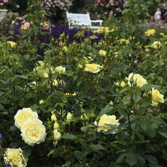 Edelrose, Rosa »Limona®«, Blüte: hellgelb, gefüllt