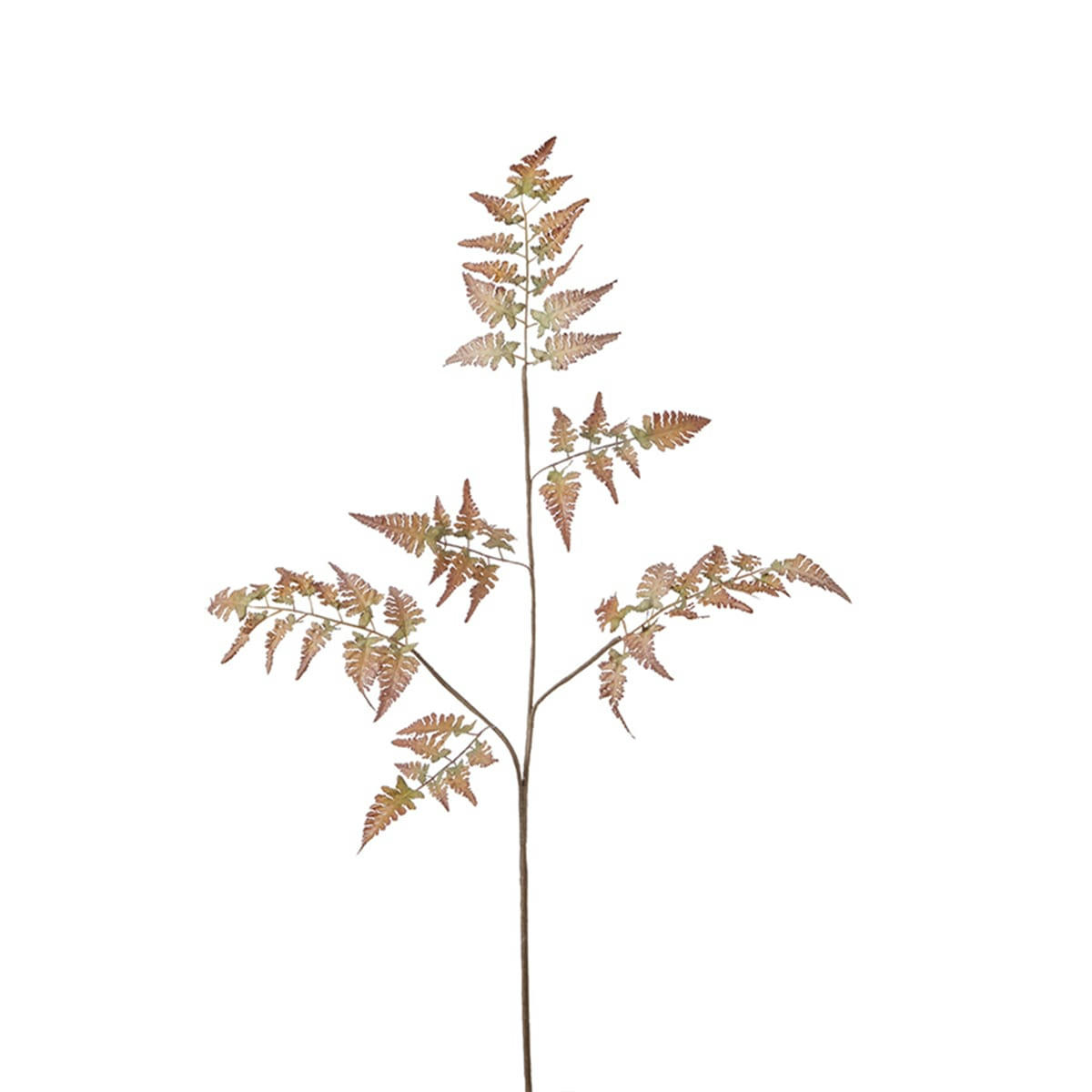 - Tige de fougère H104