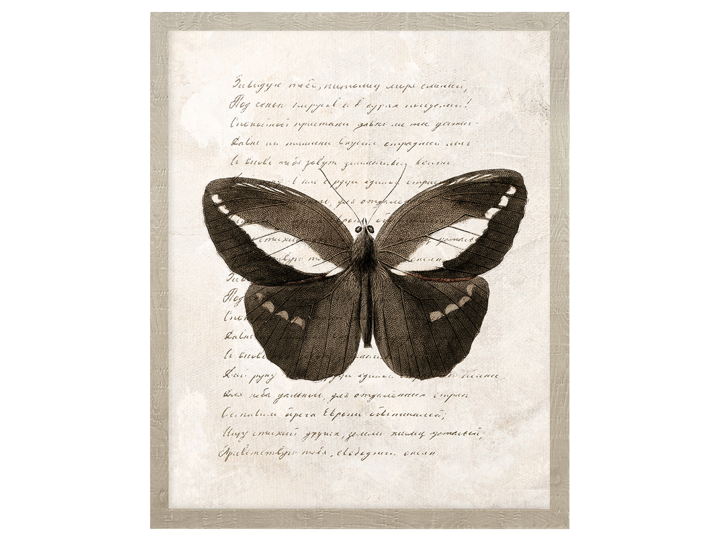 Obraz w ramie Butterfly Thoughts No. 1 43x53 cm