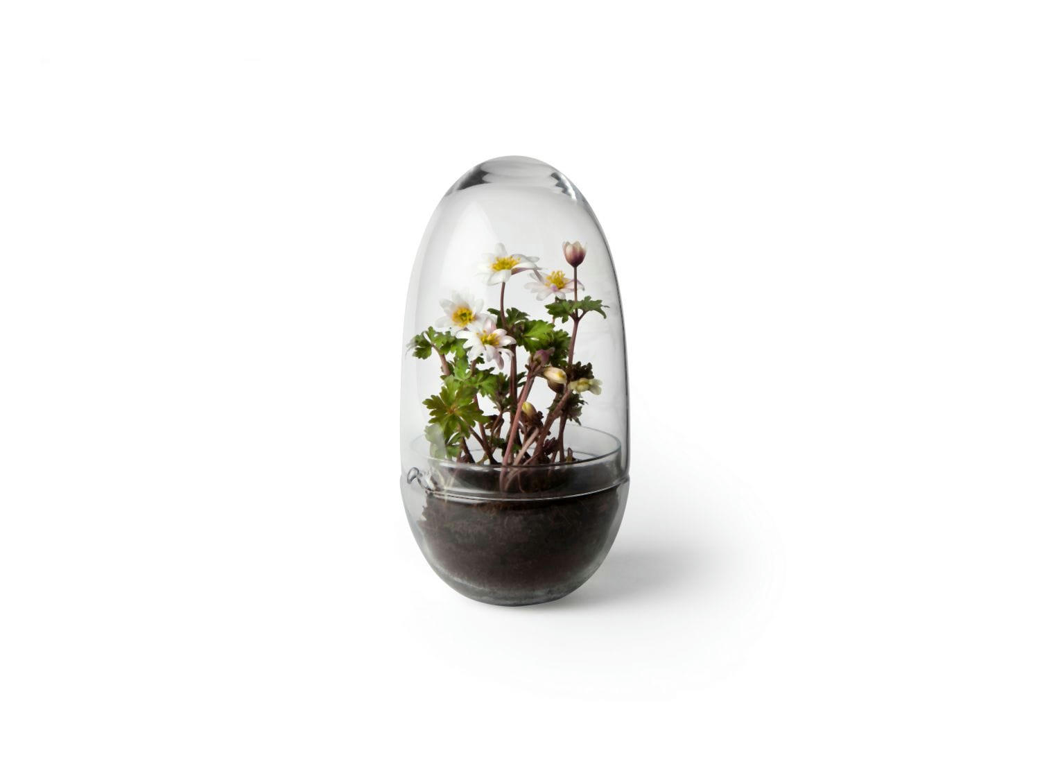 GROW - Mini-serre Grow Verre fait à la main transparent L