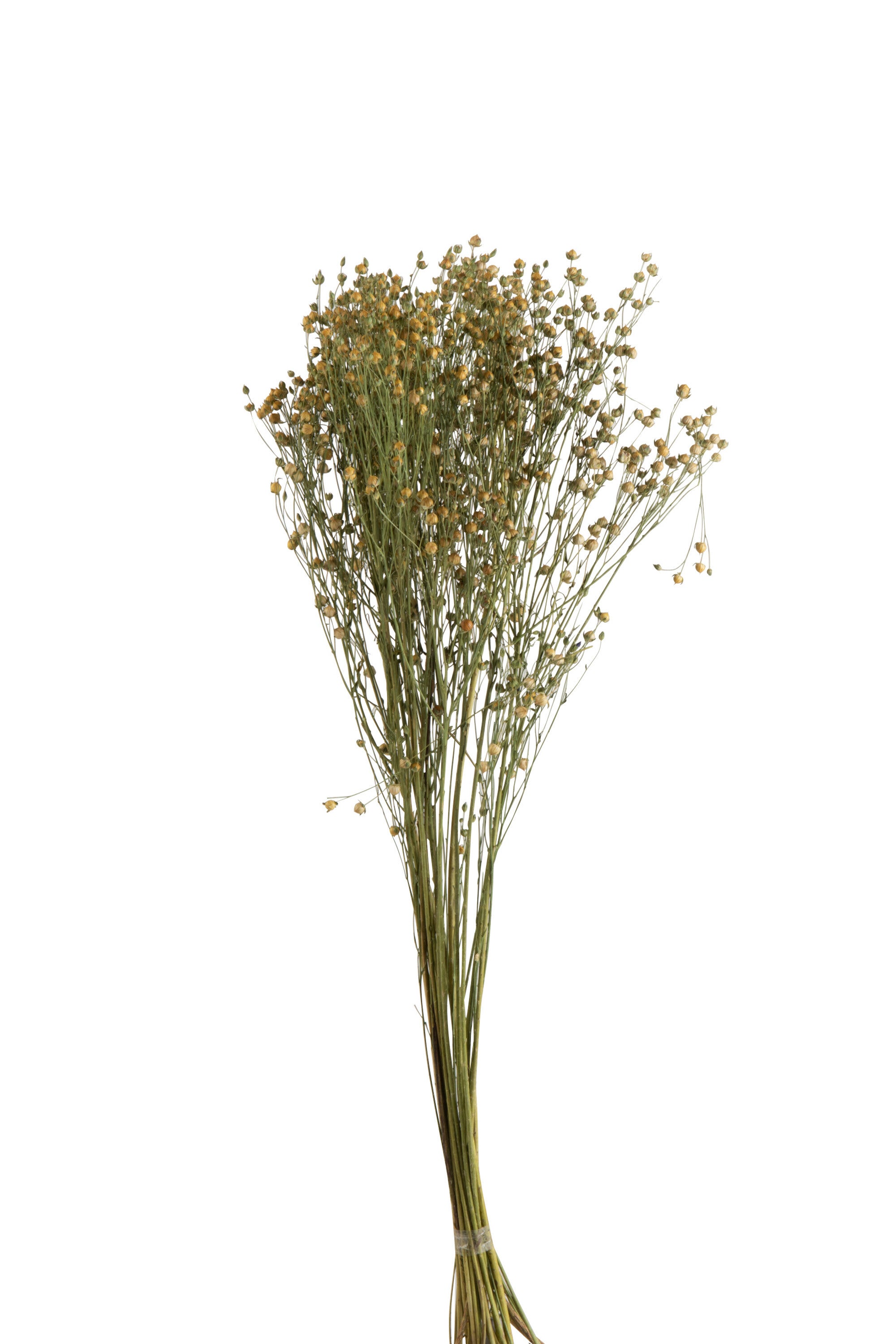 J-Line droogbloemen - Bundel Vlasbloem - gedroogd vlas - geel