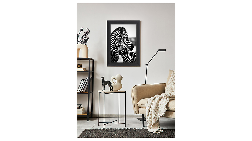 Obraz w ramie Hugging Zebras 62x82 cm